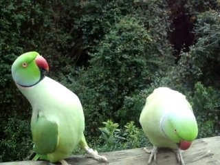 parrots =)
