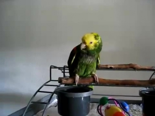 they offended the parrot, he cries ...